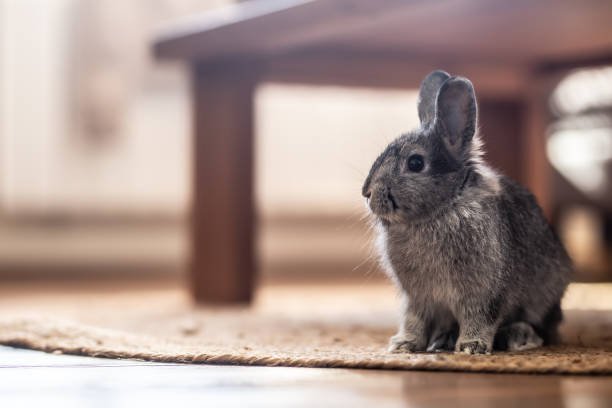 What should I feed a rescued rabbit for optimal health?