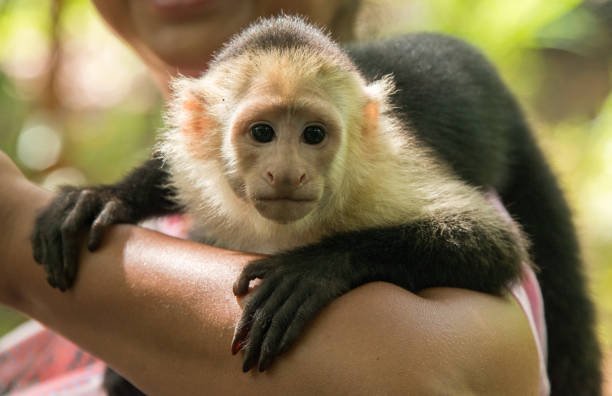 How do experts determine if a monkey is ready for release after rescue?