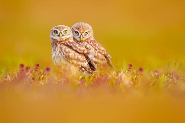 Which types of injuries are most commonly treated during owl rescues?